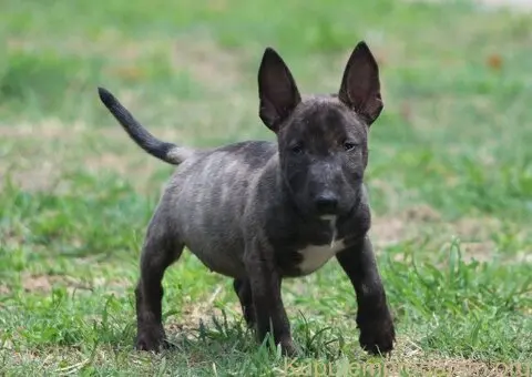 Mini Bull Terijer prelepi štenci - 11/12