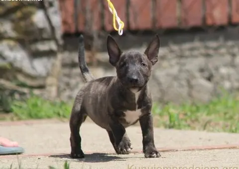 Mini Bull Terijer prelepi štenci - 12/12