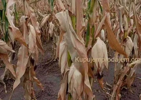 Prodaje se kuća/salaš u Hajdukovu na parceli od 3,5 jutra zemlje - 12/14