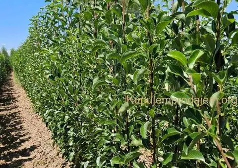 Sadnice voća – Kvalitetne sadnice iz Rasadnika Antić - 1/3