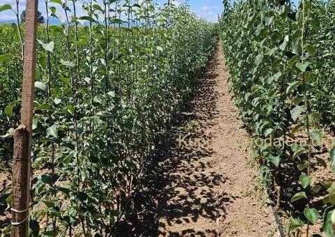 Sadnice voća – Kvalitetne sadnice iz Rasadnika Antić - 2/3