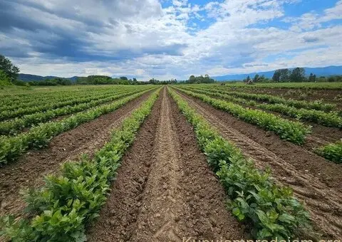 Sadnice voća – Kvalitetne sadnice iz Rasadnika Antić - 3/3