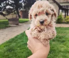 Maltipoo štenci