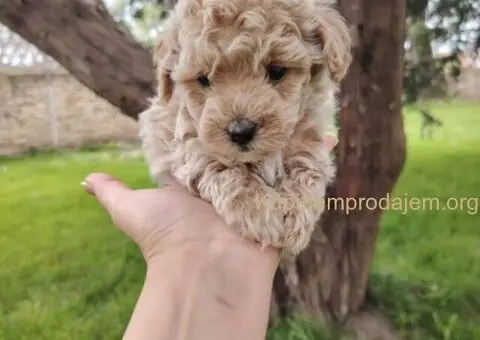 Maltipoo štenci - 4/5