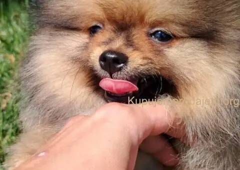 Pomeranac PRELEPI štenci - 1/5