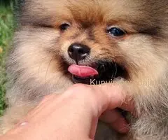 Pomeranac PRELEPI štenci