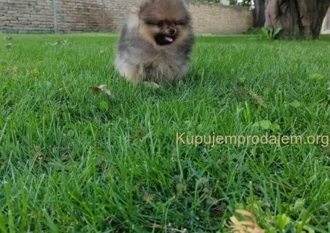 Pomeranac PRELEPI štenci - 4/5