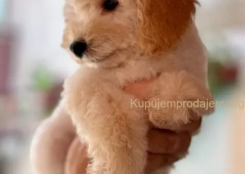 Patuljasta Aprikot Pudla muško štene - 1/3