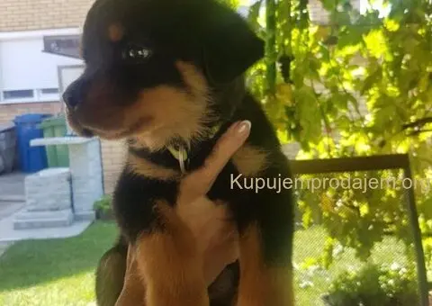 Rotvajler prelepi stenci - 1/12