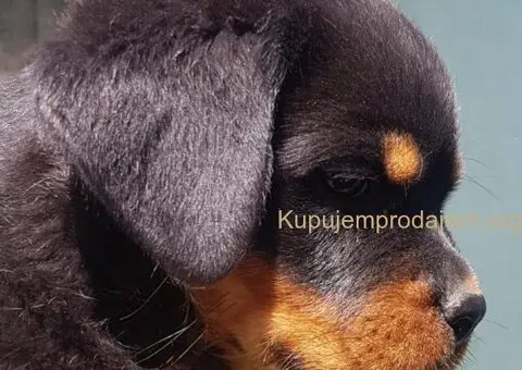 Rotvajler prelepi stenci - 2/12