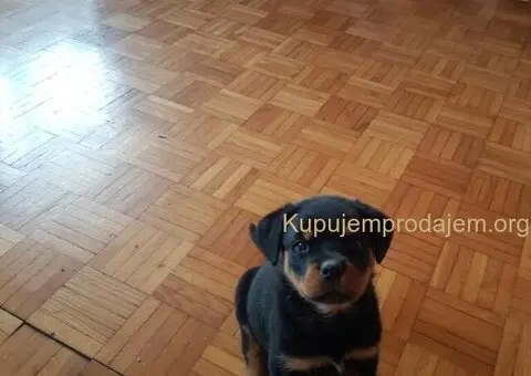 Rotvajler prelepi stenci - 3/12