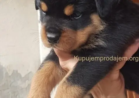 Rotvajler prelepi stenci - 4/12