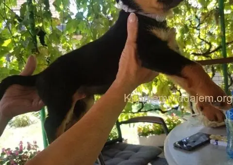 Rotvajler prelepi stenci - 5/12