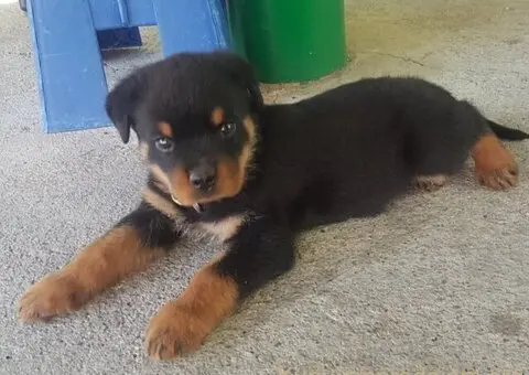 Rotvajler prelepi stenci - 6/12