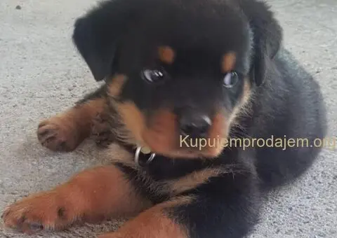 Rotvajler prelepi stenci - 7/12