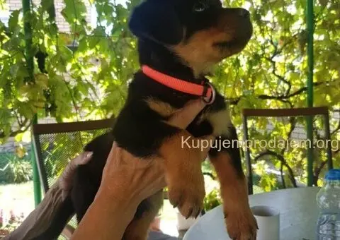 Rotvajler prelepi stenci - 8/12