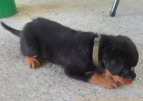 Rotvajler prelepi stenci - 9/12