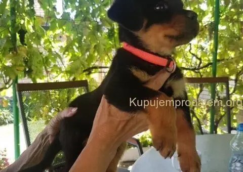 Rotvajler prelepi stenci - 10/12