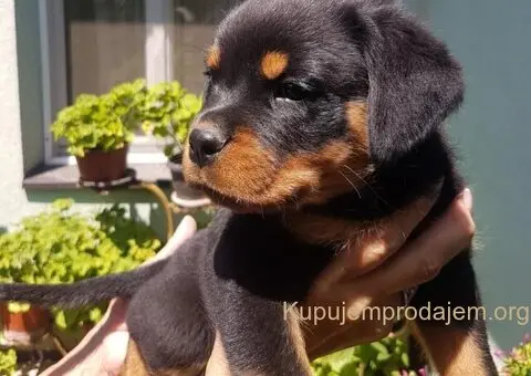 Rotvajler prelepi stenci - 11/12