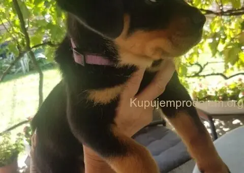 Rotvajler prelepi stenci - 12/12