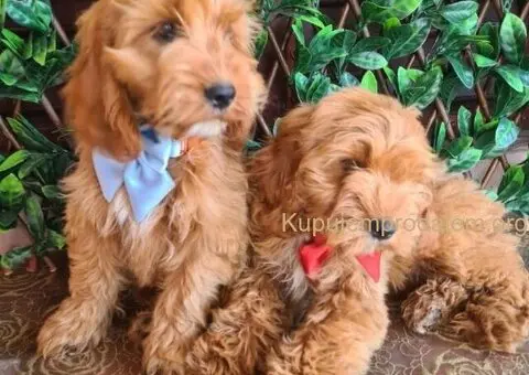 Labradoodle prelepi štenci - 1/5