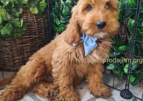 Labradoodle prelepi štenci - 2/5