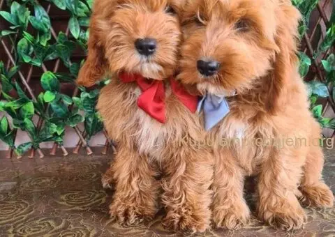 Labradoodle prelepi štenci - 3/5