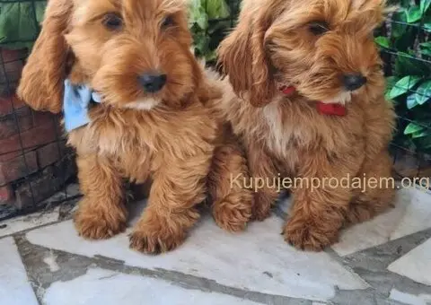 Labradoodle prelepi štenci - 4/5