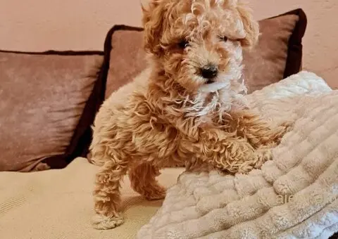 Maltipoo štenci - 1/7