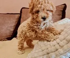 Maltipoo štenci