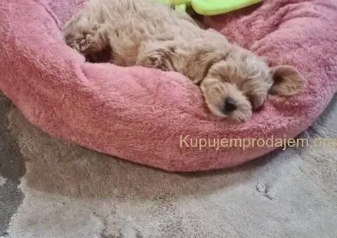 Maltipoo štenci - 2/7