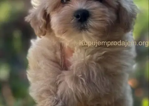 Maltipoo štenci - 1/7