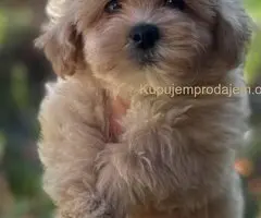 Maltipoo štenci