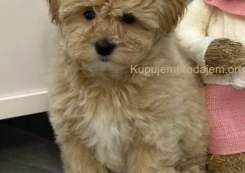 Maltipoo štenci - 3/7