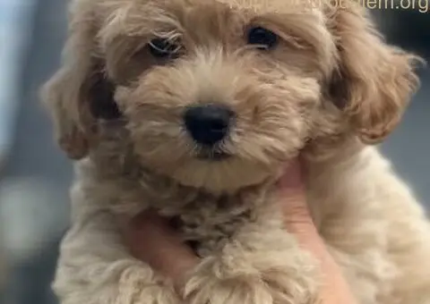 Maltipoo štenci - 5/7