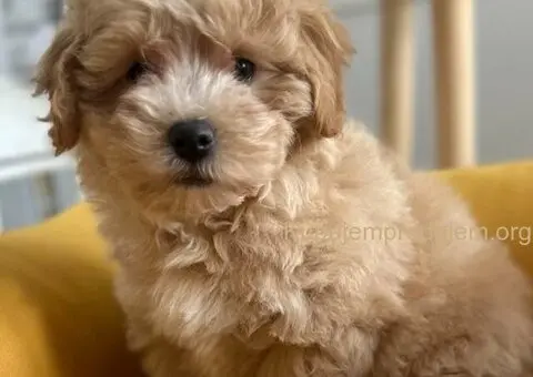 Maltipoo štenci - 6/7