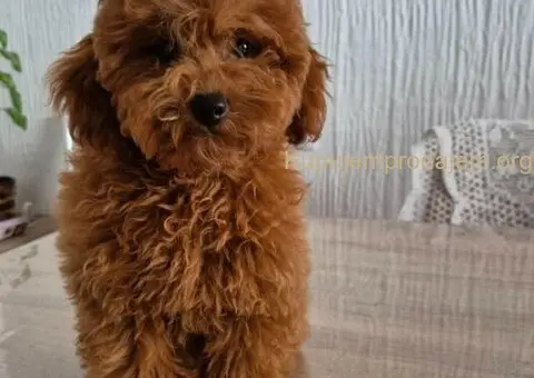 Mini Pudla zenkica na prodaju - 1/6