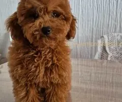 Mini Pudla zenkica na prodaju