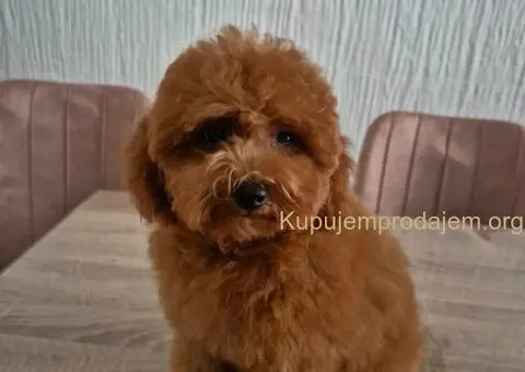 Mini Pudla zenkica na prodaju - 2/6