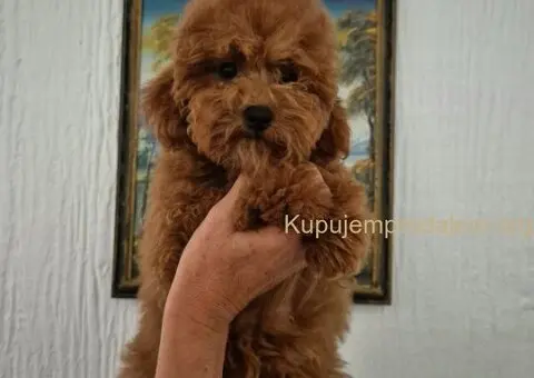 Mini Pudla zenkica na prodaju - 3/6