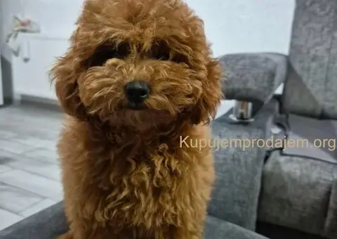 Mini Pudla zenkica na prodaju - 4/6