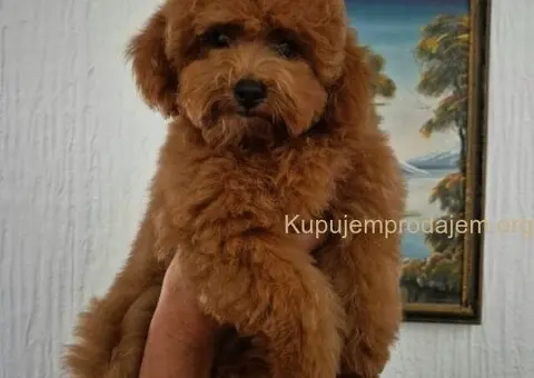 Mini Pudla zenkica na prodaju - 5/6