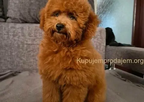 Mini Pudla zenkica na prodaju - 6/6