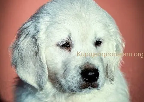 Zlatni retriver prelepi stenci - 1/5