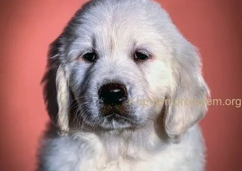 Zlatni retriver prelepi stenci - 2/5