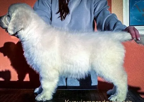 Zlatni retriver prelepi stenci - 4/5