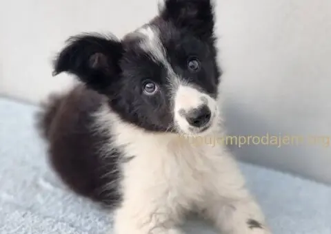 Border Collie Border Koli štenci - 1/10