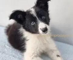 Border Collie Border Koli štenci