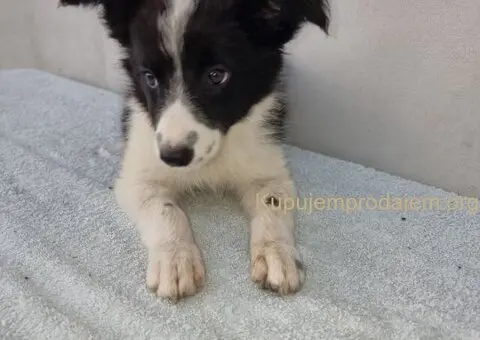 Border Collie Border Koli štenci - 2/10