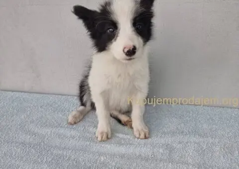 Border Collie Border Koli štenci - 3/10